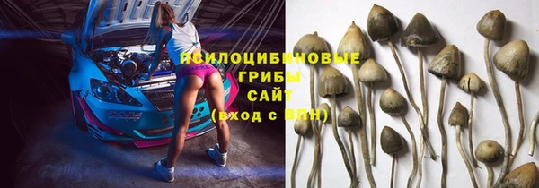 прущие грибы Костерёво
